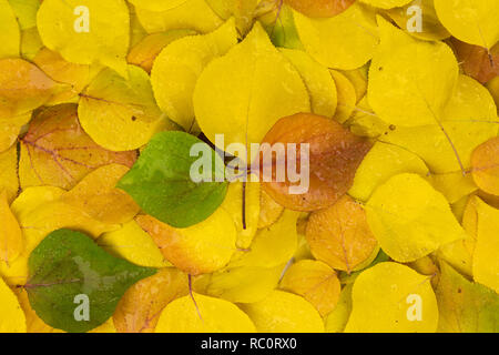 Hintergrund der Blätter im Herbst. Stockfoto