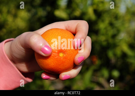 Frische Mandarinen, Clementinen auf dem Bauernhof Stockfoto