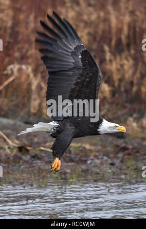 Der Weißkopfseeadler (Haliaeetus leucocephalus) Inflight im pazifischen Nordwesten Stockfoto