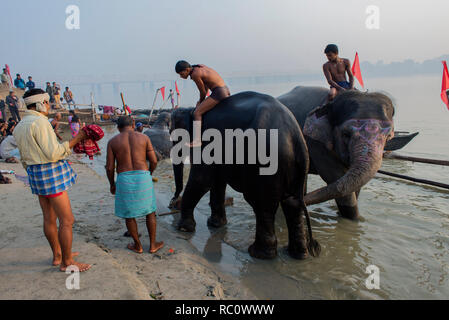 Elefanten sind an den Fluss Gandak zum Waschen während der jährlichen Viehmarkt in Sonpur genommen. Stockfoto