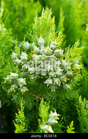 Immergrüner Baum. Thuja orientalis. Stockfoto