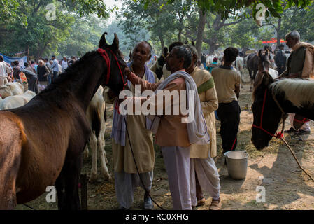 Händler kaufen und verkaufen Pferde während der jährlichen Viehmarkt an Sonpur in Bihar. Stockfoto