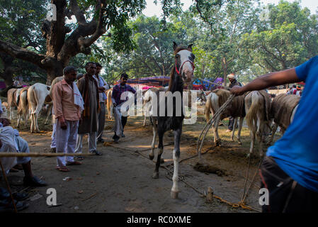 Händler kaufen und verkaufen Pferde während der jährlichen Viehmarkt an Sonpur in Bihar. Stockfoto