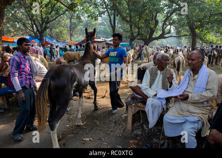 Händler kaufen und verkaufen Pferde während der jährlichen Viehmarkt an Sonpur in Bihar. Stockfoto