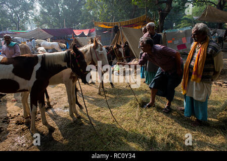 Händler kaufen und verkaufen Pferde während der jährlichen Viehmarkt an Sonpur in Bihar. Stockfoto