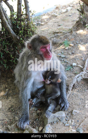 Arashiyama Iwatayama Monkey Park Stockfoto