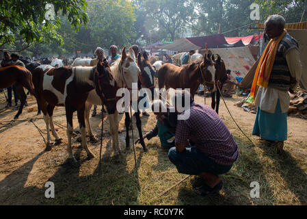 Händler kaufen und verkaufen Pferde während der jährlichen Viehmarkt an Sonpur in Bihar. Stockfoto