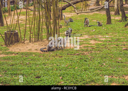 Lemur catta läuft um das Gras in den Zoo. Stockfoto