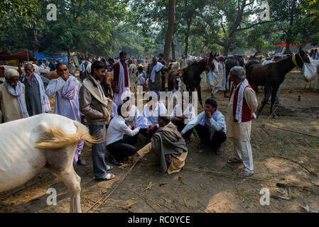 Händler kaufen und verkaufen Pferde während der jährlichen Viehmarkt an Sonpur in Bihar. Stockfoto