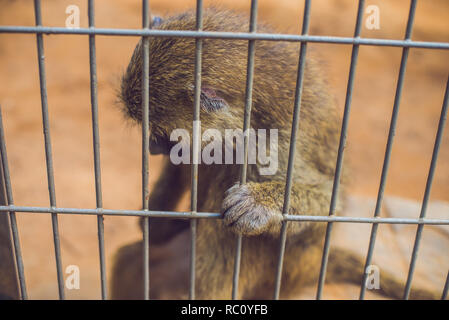 Eine traurige Affe im Käfig wie ein Gefangener gesperrt. Stockfoto