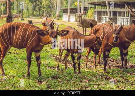 Schönes Tier - Große Östliche bongo Antilopen, extrem seltene Tier. Stockfoto