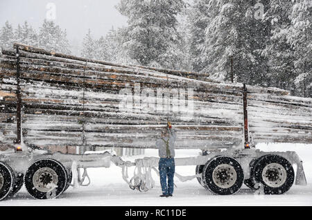 Während eines Schneesturms im Winter die Last auf einem LKW herunterzufahren. Yaak, Northwest Montana. (Foto von Randy Beacham) Stockfoto