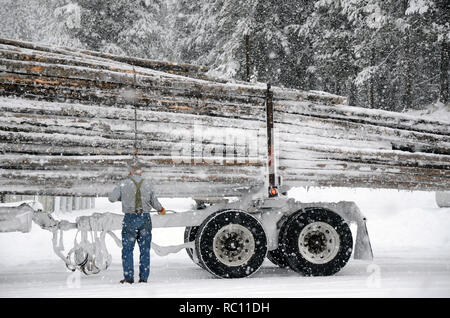 Ein LKW-Fahrer fährt bei einem Schneesturm im Winter eine Ladung Baumstämme herunter. Yaak, Northwest Montana. (Foto von Randy Beacham) Stockfoto