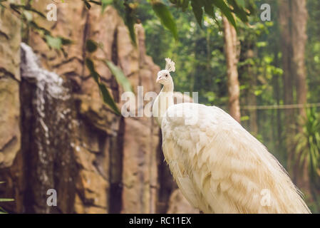 Weißer Pfau sitzen auf einem Zweig in den Park. Stockfoto