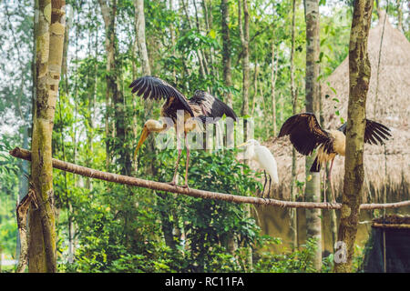 Wildlife und Regenwald exotische tropische Vögel in einem Vogelpark. Stockfoto