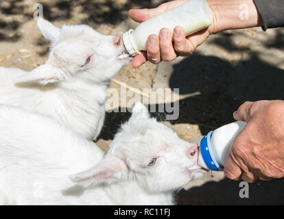 Feed Baby Ziegen mit Milch aus der Flasche mit Schnuller. Stockfoto