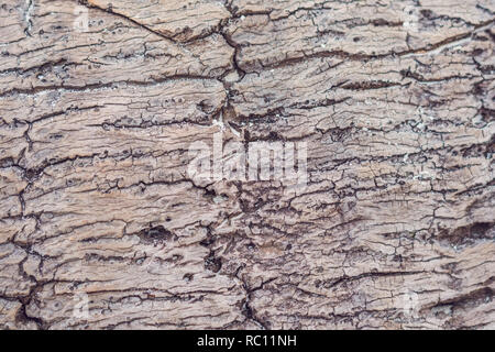 Ein sehr alter Baum Textur, eine Palme im Meer gewaschen. Stockfoto