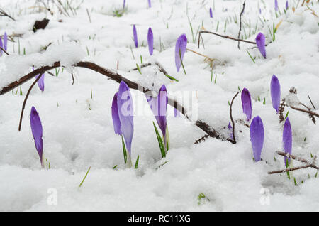 Frühjahr wilden Safran Blumen auf einer Bergwiese, die von späten Schnee bedeckt, aus nächster Nähe erschossen, horizontale Ausrichtung Stockfoto