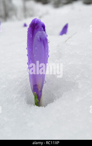 Eine einzige wilde Krokusse mit geschlossenen Blumenanbau im Schnee, durch Wassertropfen bedeckt, bis Ansicht schließen, vertikale Ausrichtung Stockfoto