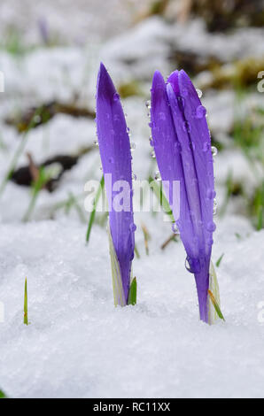 Zwei frühe Frühjahr wilden Safran Blumen im Schnee, durch viele Wassertropfen bedeckt wachsen, sowohl im Fokus, Nahaufnahme, vertikale Ausrichtung Stockfoto