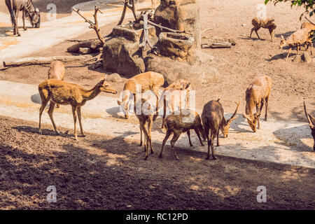 Rotwild essen in einem Zoo Safari im Sommer 12.00. Stockfoto