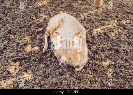 Rotwild essen in einem Zoo Safari im Sommer 12.00. Stockfoto