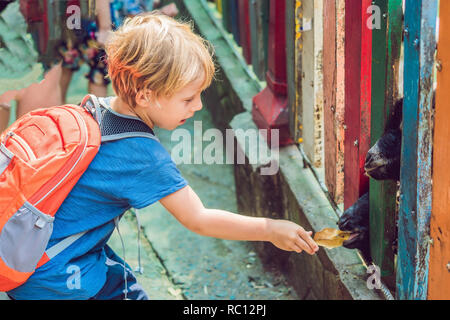 Die Jungen füttert Ziegen in den Zoo. Stockfoto