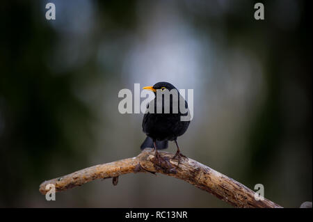 Männliche Amsel (Turdus merula) mit dem gelben Schnabel hocken auf einer alten Kiefer Zweig mit einem defokussierten Hintergrund Stockfoto