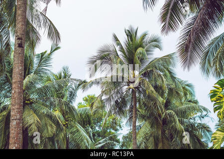 Palm Tree Kronen mit grünen Blättern auf sonnigen Himmel Hintergrund. Coco Palm Tree Tops - Blick von der Masse. Palm Leaf an sonnigen Himmel. Grün blau getönten Foto. Sommer reisen Banner. Exotische Insel Natur Bild Stockfoto