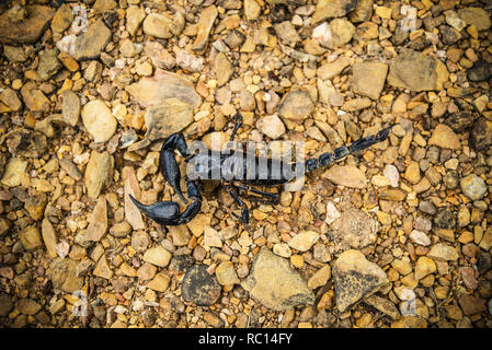 Kaiser Skorpion auf dem Boden/Der schwarze Skorpion tot auf dem Rock - Pandinus imperator Stockfoto