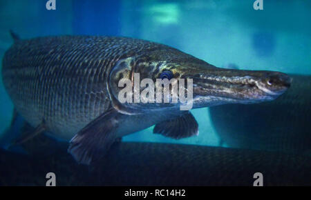 Alligator gar/die Fische Alligator gar swimming Fish Tank unterwasser Aquarium - Atractosteus spatula Stockfoto