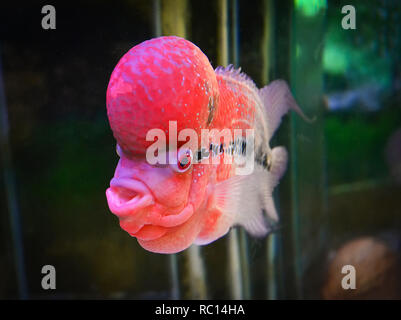 Enrage cichlid Fisch/Bunte rote Enrage cichlid Haustier Fische männlich schöne Fische louhan Hydrokultur-reactor - flowerhorn swimming Fish Tank Unterwasser aqu Stockfoto