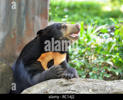 Black sun bear stehen/close up Malayan sun bear auf Sommer im Nationalpark - Helarctos malayanus Stockfoto