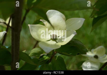 Weißer Hartriegel Blüten aus der Nähe auf einer Sun-glänzenden Tag. Stockfoto