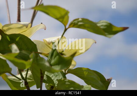 Weißer Hartriegel Blüten aus der Nähe auf einer Sun-glänzenden Tag. Stockfoto