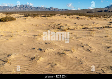 Wind Wellen in einer Sanddüne brannte mit Pflanzen geblasen, Kelso Sanddünen, Mojave National Preserve, Kalifornien Stockfoto