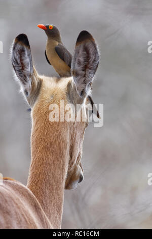 Red-billed oxpecker (Buphagus erythrorhynchus), auf dem Kopf eines weiblichen Impala (Aepyceros melampus) thront, Kruger National Park, South Af Stockfoto