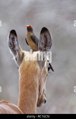 Red-billed oxpecker (Buphagus erythrorhynchus), auf dem Kopf eines weiblichen Impala (Aepyceros melampus) thront, Kruger National Park, South Af Stockfoto