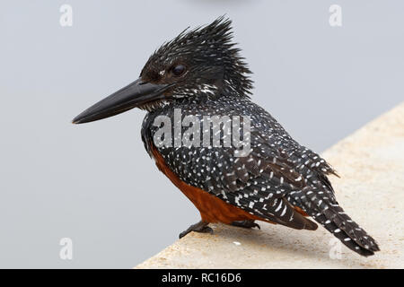 Giant Kingfisher (Megaceryle maxima), erwachsene Frau, am Sabie River suchen, auf der Suche nach Fisch, Krüger Nationalpark, Südafrika, Afrika Stockfoto