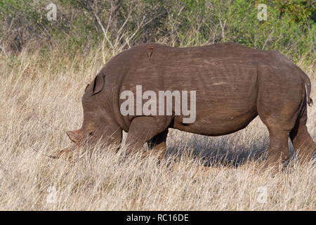 Weiße Nashörner (Rhinocerotidae)), erwachsenen männlichen, Futtersuche, mit zwei gehockt Red-billed oxpeckers (Buphagus erythrorhynchus), Kruger National Park, Stockfoto