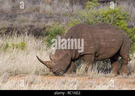 Weiße Nashörner (Rhinocerotidae)), Wandern erwachsenen männlichen, Fütterung auf trockenes Gras, mit einem Red-billed oxpecker (Buphagus erythrorhynchus) hängen an seinen Stockfoto