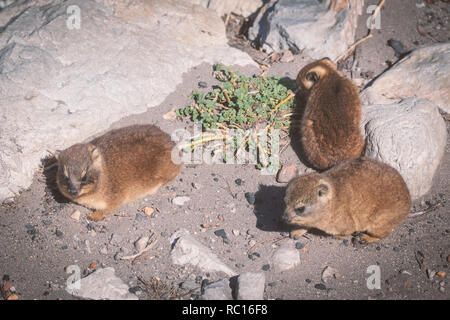 Nahaufnahme von drei Baby rock hyraxes oder klippschliefer in Betty's Bay, Südafrika Stockfoto