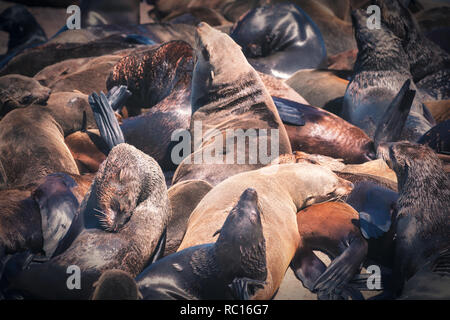 Dichtungen auf Hout Bay Seal Island in Kapstadt, Südafrika Stockfoto