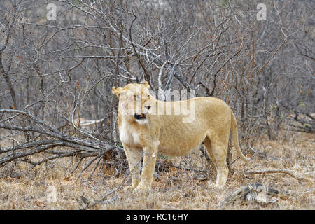 Afrikanische Löwin (Panthera leo), erwachsene Frau, unter Sträuchern, Alert, Krüger Nationalpark, Südafrika, Afrika Stockfoto