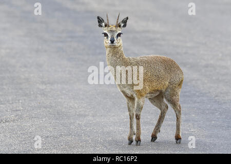 Klippspringer (Oreotragus oreotragus), erwachsenen Mann, stehend auf einer Teerstraße, Alert, Krüger Nationalpark, Südafrika, Afrika Stockfoto