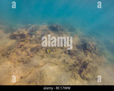 Unterwasser Landschaft Hintergrund mit Korallen und Fische Stockfoto