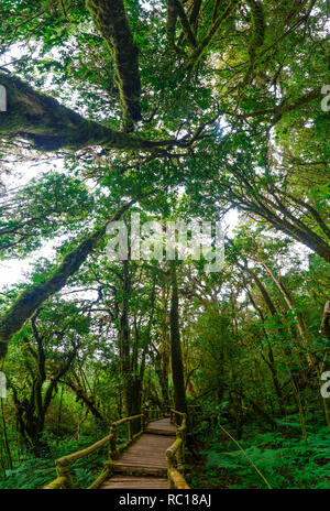 Regenwald Doi Inthanon Cloud Forest Chiang Mai Thailand Stockfoto