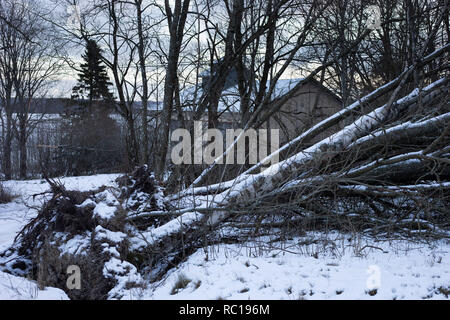 Sturm Alfrida, Åland-Inseln, Ostsee, Finnland, 12. Januar 2019 Sturmzerstörung über Åland in der Ostsee. Es ist jetzt 10 Tage her, dass die Insel getroffen wurde und Hunderte von Häusern sind noch immer ohne Macht. Heute wird geschätzt, dass etwa 10 Prozent des Waldes auf der Insel von den Winden der einstigen Generation während des Sturms gefällt wurden. Im Bild: Bauernhäuser sind in Jomala beschädigt. Foto: Rob Watkins/Alamy Live News Stockfoto