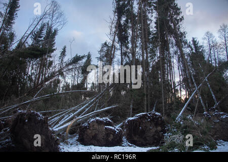 Sturm Alfrida, Åland-Inseln, Ostsee, Finnland, 12. Januar 2019 Sturmzerstörung über Åland in der Ostsee. Es ist jetzt 10 Tage her, dass die Insel getroffen wurde und Hunderte von Häusern sind noch immer ohne Macht. Heute wird geschätzt, dass etwa 10 Prozent des Waldes auf der Insel von den Winden der einstigen Generation während des Sturms gefällt wurden. Im Bild: Waldstücke sind in der Grafschaft Jomala beschädigt. Foto: Rob Watkins/Alamy Live News Stockfoto