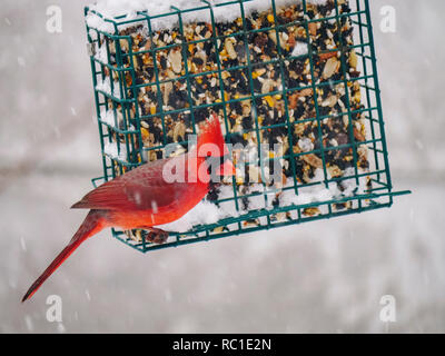 Oak Park, Illinois, USA. 12. Januar 2019. Ein männlicher nördlichen Kardinal greift sich einen Snack in einem Hinterhof Bird Feeder bei einem Sturm in diesem Vorort von Chicago. Quelle: Todd Bannor/Alamy leben Nachrichten Stockfoto